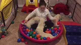 Golden Retriever puppies play in ball pit