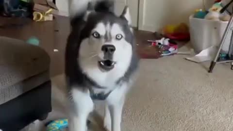 Husky Singing and Talking Funny