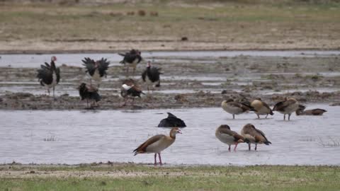 Egyptian goose, ducks and storks at Bwabwata National Park, Namibia