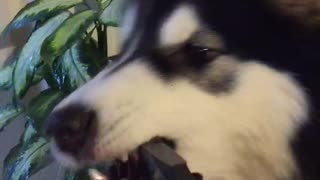 Malamute Wants Water More Than Plant