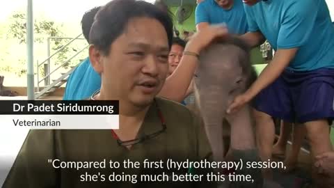 Vets use hydrotherapy to treat baby elephant in Thailand