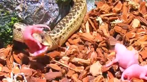Snake eating