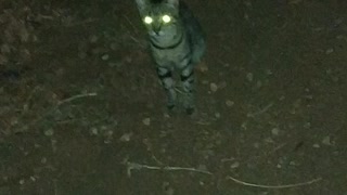 Cat eyes at night