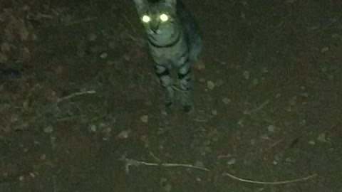 Cat eyes at night