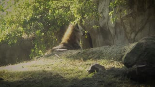 Hyena african carnivore footage zoo animal wildlife