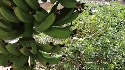 Banana Tree growing in the garden