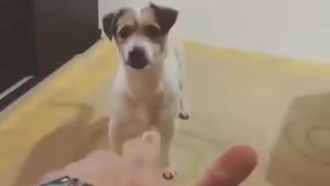 Funny puppy video