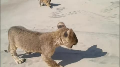 The little tiger takes a leisurely walk