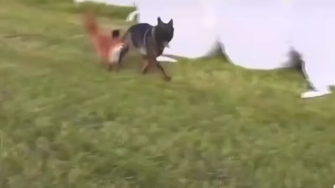 Fox and dog friendship