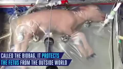 Breeding Process in Artificial Wombs : A way to control population?