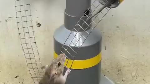 Friendly smart mouse trap/PVC pipe trap#mouse trap#mouse