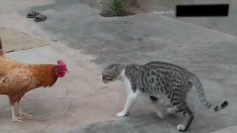 A sharp fight between a cat and a chicken