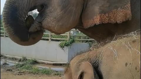 Little elephant eats residue