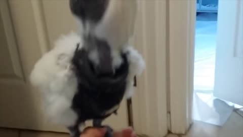 An intelligent parrot hides behind the door for a reason