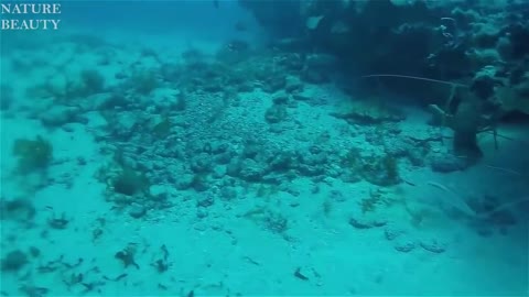 Amazing Catch Giant Lobsters Underwater Big Octopus Hunting Skills in the sea - Catching fish