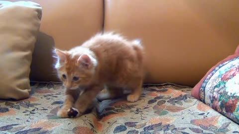 Cute cat playing with mouse toy