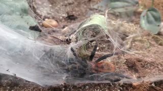 Green bottle blue trantula