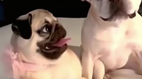 Pug hits its best dog friend but they still love each other 😍