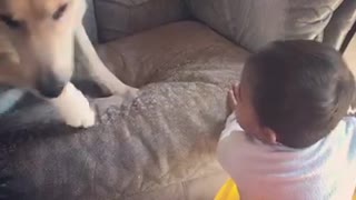 Lazy dog doesn’t want to play with little brother