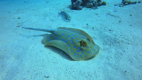 Red Sea SCUBA Diving - Blue Spotted Sting Ray