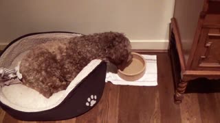 Lazy Labradoodle drinks water from his bed