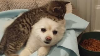 Rescued Kitten Loves To Play Tug Of War With Patient Dog's Ears