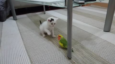 Kitten vs lovebirds