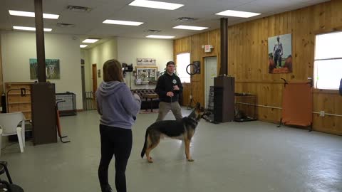 #dogtraining #germanshepherd SHE TRAINED HER GSD PUPPY 10 MONTHS WITH NO RESULTS