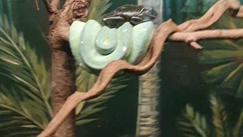 Green Tree Python & Best friend the Green Tree Frog
