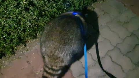 Raccoon walks hard at night.