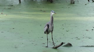 Great Blue Heron fishing in Florida swamp