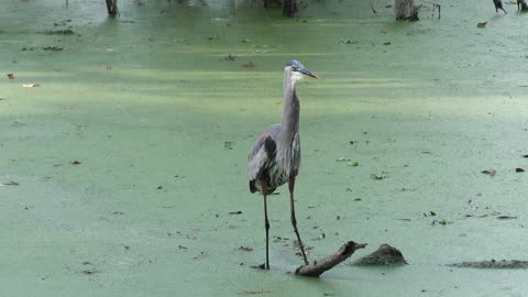 Great Blue Heron fishing in Florida swamp