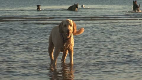 A Labradoodle (Dog) splashes in shallow waters, other dogs swim in background
