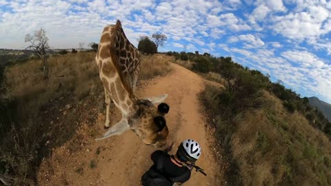 SCARE- MEN meet Wild GIRAFFE 😢