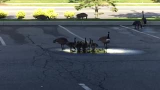 Geese family gathering enjoying the warm weather