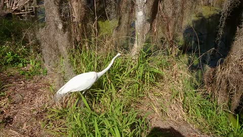 Great Egret feeds in Florida