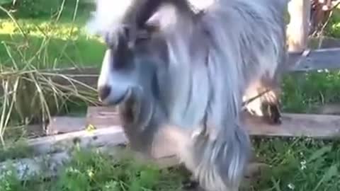 Goats dance hip-hop🤗