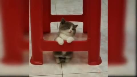 cute cats video
