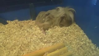 Peruvian guinea pig is almost asleep, it's so cute [Nature & Animals]
