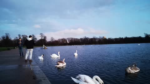 Beutiful Swan's enjoying in lake.