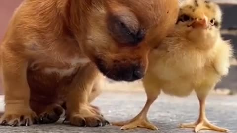 Cute puppy and cute little chick falling asleep(Kindness of Animals)