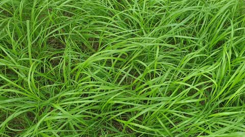 Grass in the shade