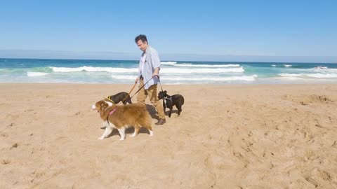 Man Walking with his Dogs in the Seashore