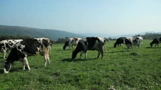Cows Grazing in Mountain