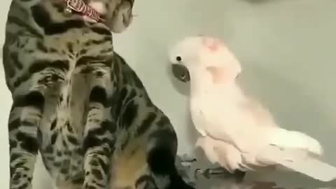 Beautiful Parrot playing with cat tail