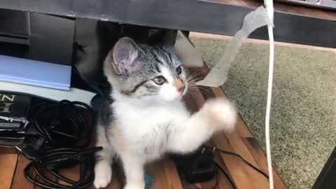 Angry Cat play with cable.