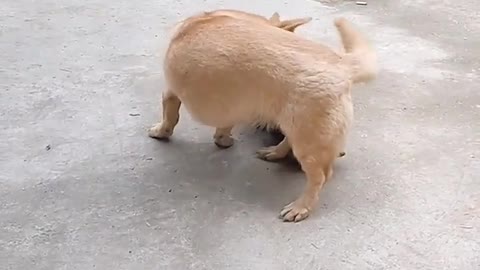 Dog want to fight with a cat