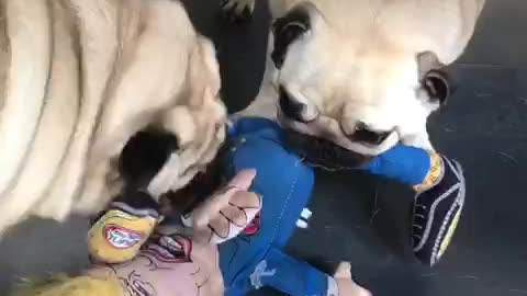 2 pugs attack Donald Trump (doll)