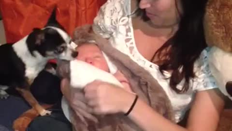 Chihuahua cubre amorosamente a un bebé