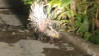 Wild hedgehog roaming residential area